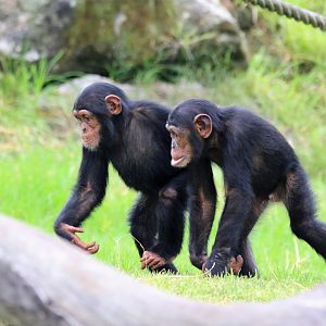 Chimpanzees - Sudi and Fumo