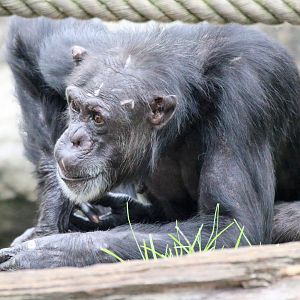 Chimpanzee