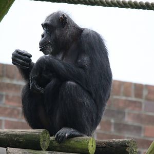 Chimpanzee