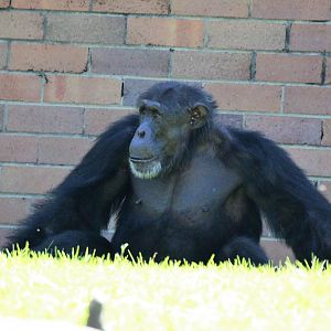 Chimpanzee