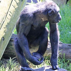 Chimpanzee