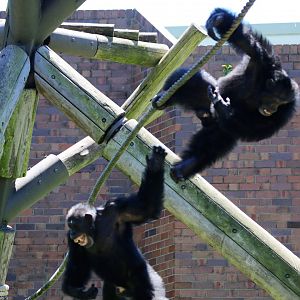 Chimpanzees - Lubutu and Samaki
