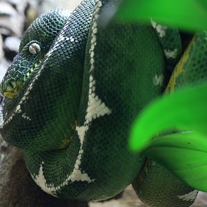 Emerald Tree Boa at Chester Zoo 11/02/2017