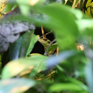 Green Crested Lizard at Chester Zoo 11/02/2017
