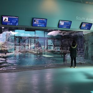 Detroit Zoo - Polk Penguin Conservation Center - East viewing window