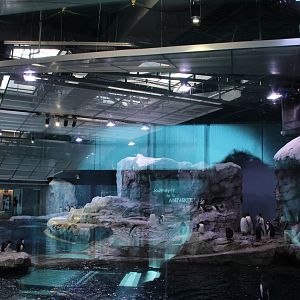 Detroit Zoo - Polk Penguin Conservation Center - East viewing window