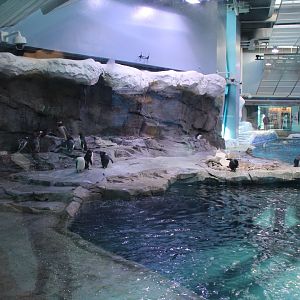 Detroit Zoo - Polk Penguin Conservation Center - East viewing window