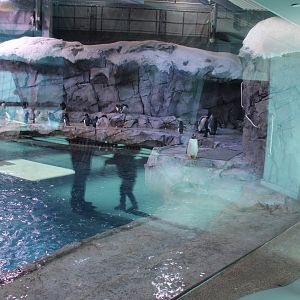 Detroit Zoo - Polk Penguin Conservation Center - East viewing window