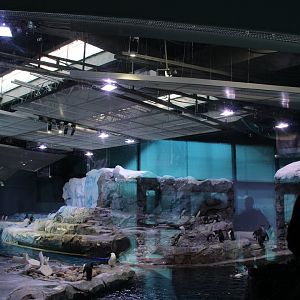 Detroit Zoo - Polk Penguin Conservation Center - East viewing window