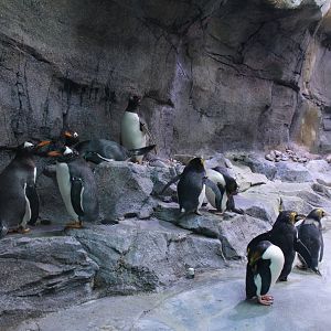 Detroit Zoo - Polk Penguin Conservation Center