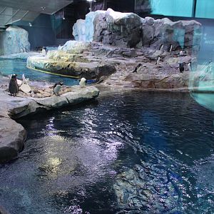 Detroit Zoo - Polk Penguin Conservation Center - East viewing window