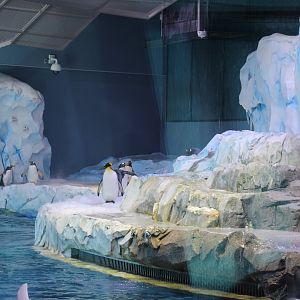 Detroit Zoo - Polk Penguin Conservation Center