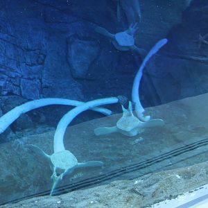 Detroit Zoo - Polk Penguin Conservation Center