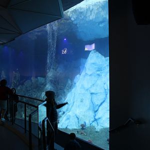 Detroit Zoo - Polk Penguin Conservation Center