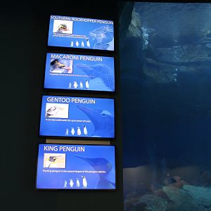 Detroit Zoo - Polk Penguin Conservation Center