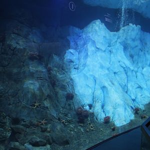 Detroit Zoo - Polk Penguin Conservation Center