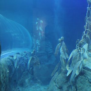 Detroit Zoo - Polk Penguin Conservation Center