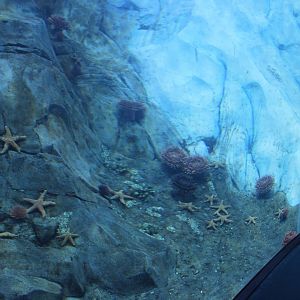 Detroit Zoo - Polk Penguin Conservation Center