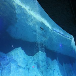 Detroit Zoo - Polk Penguin Conservation Center