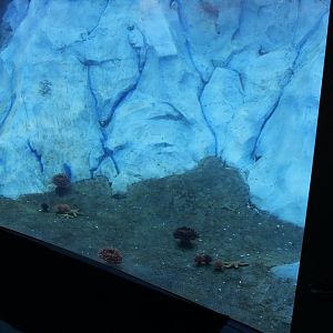 Detroit Zoo - Polk Penguin Conservation Center