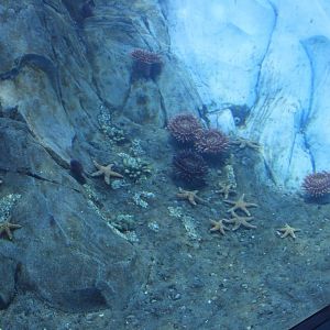 Detroit Zoo - Polk Penguin Conservation Center