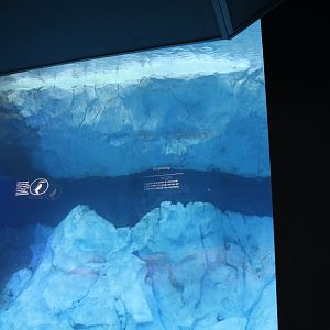 Detroit Zoo - Polk Penguin Conservation Center