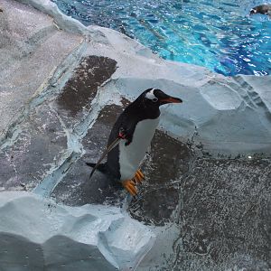 Detroit Zoo - Polk Penguin Conservation Center