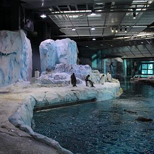 Detroit Zoo - Polk Penguin Conservation Center