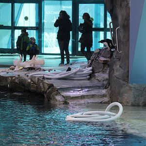 Detroit Zoo - Polk Penguin Conservation Center