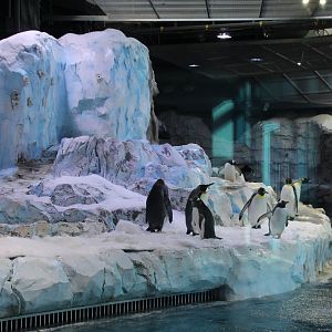 Detroit Zoo - Polk Penguin Conservation Center