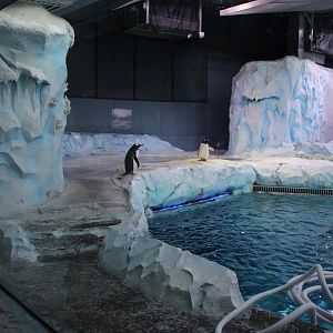 Detroit Zoo - Polk Penguin Conservation Center