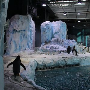 Detroit Zoo - Polk Penguin Conservation Center