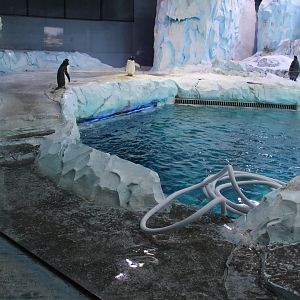 Detroit Zoo - Polk Penguin Conservation Center