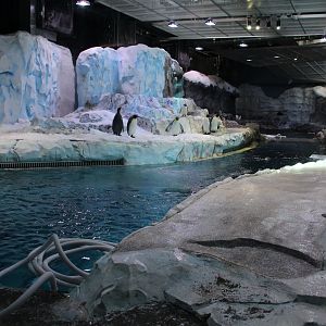 Detroit Zoo - Polk Penguin Conservation Center
