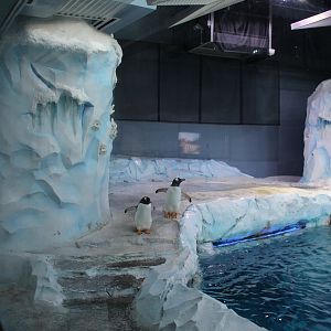 Detroit Zoo - Polk Penguin Conservation Center