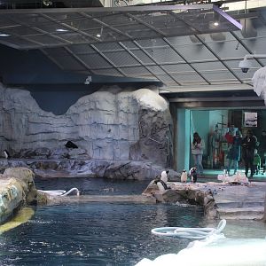 Detroit Zoo - Polk Penguin Conservation Center