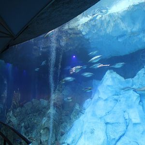 Detroit Zoo - Polk Penguin Conservation Center