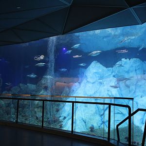 Detroit Zoo - Polk Penguin Conservation Center