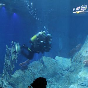 Detroit Zoo - Polk Penguin Conservation Center