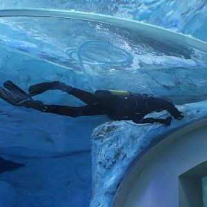 Detroit Zoo - Polk Penguin Conservation Center