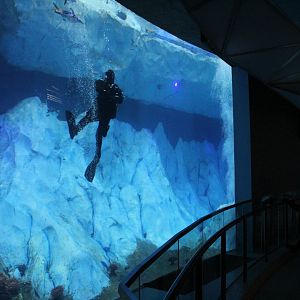 Detroit Zoo - Polk Penguin Conservation Center