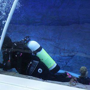 Detroit Zoo - Polk Penguin Conservation Center