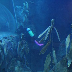 Detroit Zoo - Polk Penguin Conservation Center