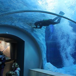 Detroit Zoo - Polk Penguin Conservation Center