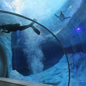 Detroit Zoo - Polk Penguin Conservation Center