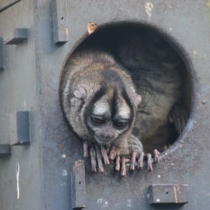 Grey-handed night monkey