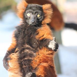 Red ruffed lemur