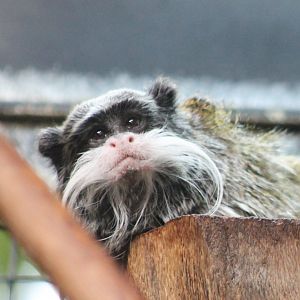Emperor tamarin