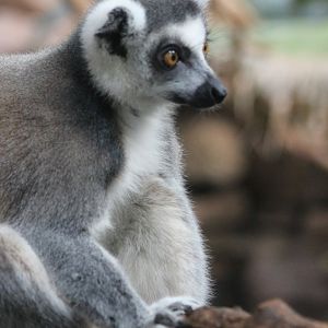 Ring-tailed lemur