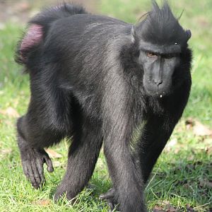 Crested black macaque